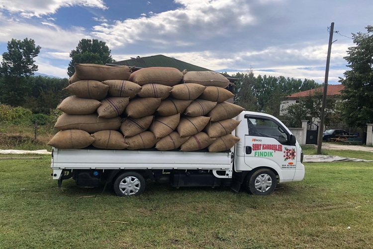 Sakarya Toptan Fındık Satışı