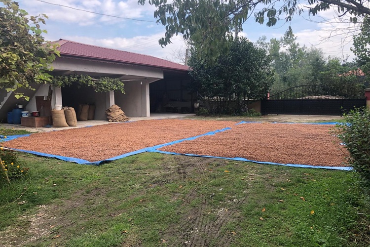 Sakarya Fındık Üretimi